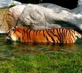 pic for tiger taking bath 